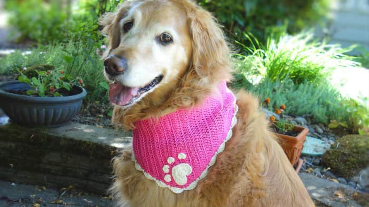 Crocheted Deputy Dog Bandana || thecrochetspace.com