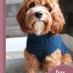 fancy crochet dog sweater || editor